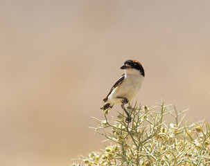 Naklejka premium Roodkopklauwier, Woodchat Shrike, Lanius senator
