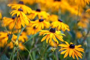 Closeup of flowering coneflower or black-eyed-susan plants. In the foreground is a newly budding flower bud.