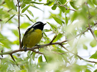 Prachtmees, Yellow-bellied Tit, Pardaliparus venustulus