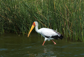 Yellow-billed Stork, Afrikaanse Nimmerzat, Mycteria ibis