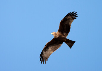 Geelsnavelwouw, Yellow-billed Kite, Milvus aegyptius