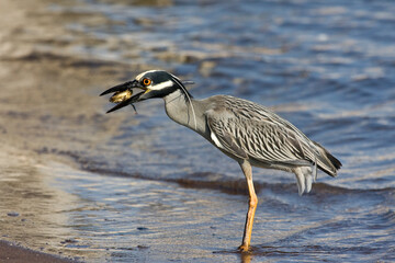 Geelkruinkwak, Yellow-crowned Night-Heron, Nyctanassa violacea