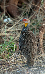 Geelkeelfrankolijn, Yellow-necked Spurfowl, Pternistis leucoscepus
