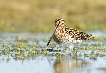 Watersnip, Common Snipe, Gallinago gallinago