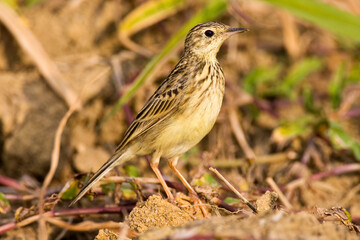 Yellowish Pipit, Anthus lutescens