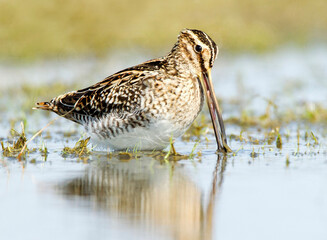 Watersnip, Common Snipe, Gallinago gallinago