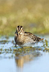 Watersnip, Common Snipe, Gallinago gallinago