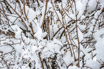 Snow on the tree branches. Winter View of trees covered with snow. The severity of the branches under the snow. Snowfall in nature