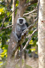 Gewone Hoelman, Common Langur, Presbytis Entellus