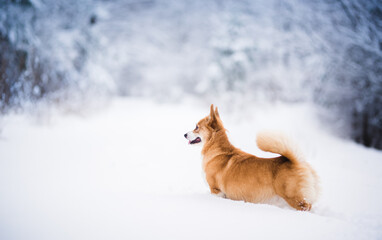 happy welsh corgi pembroke dog playing in the snow