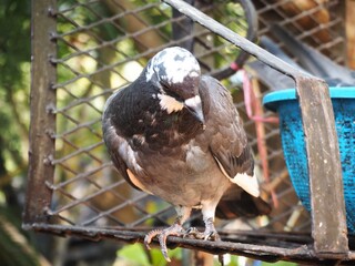 Pigeon on a fence in the temple