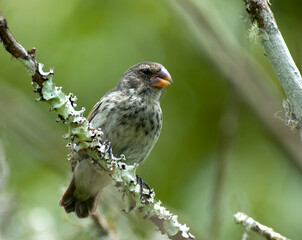 Middelste Grondvink, Medium Ground-Finch, Geospiza fortis