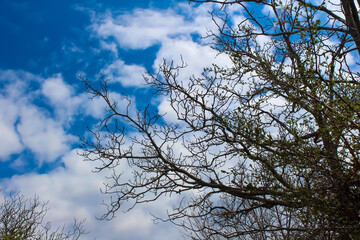 Blue cloudy sky landscape with tree branches. With the arrival of autumn, tree branches that have lost their leaves.