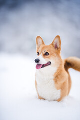 happy welsh corgi pembroke dog playing in the snow