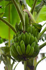 Unripe banana on banana tree in plantation