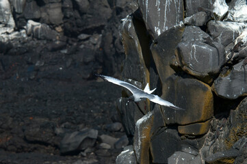 Swallow-tailed Gull, Zwaluwstaartmeeuw, Creagrus furcatus