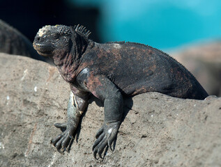 Zeeleguaan, Marine Iguana, Amblyrhynctus cristatus