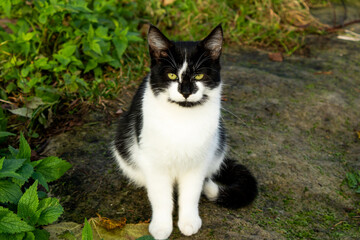 black and white cat sit  on the forest path