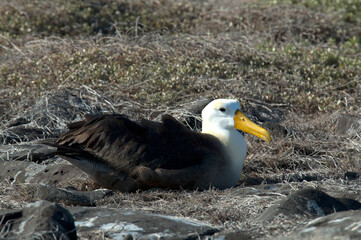 Galapagosalbatros, Waved Albatross, Phoebastria irrorata