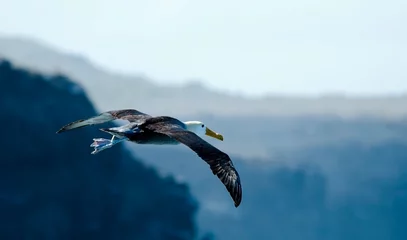 Foto op Aluminium Galapagosalbatros, Waved Albatross, Phoebastria irrorata © AGAMI