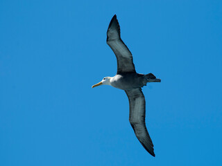 Galapagosalbatros, Waved Albatross, Phoebastria irrorata