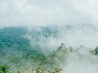 Morning fog in dense tropical rainforest.