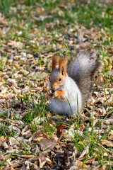 Naklejka na ściany i meble Red squirrel in the autumn park.