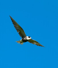 Zwarte Stern; Black Tern; Chlidonias niger