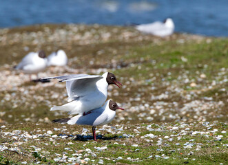 Kokmeeuw, Common Black-headed Gull, Croicocephalus ridibundus