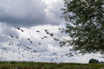 Geese flying in front of a beautiful cloudy sky in a group