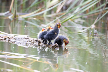 Four nestling fulica atra birds stand on a tree log. Green reeds are reflected in the water.