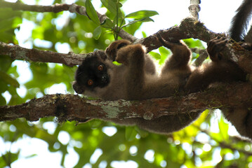Bruine Maki, Common Brown Lemur, Eulemur fulvus
