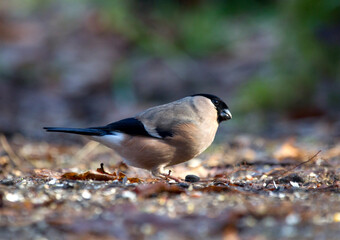Goudvink, Bullfinch, Pyrrhula pyrrhula