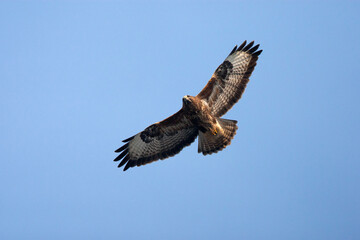 Buizerd, Common Buzzard, Buteo buteo