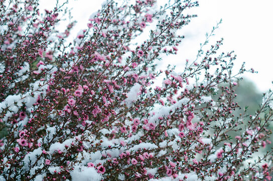 檉柳梅 の画像 18 件の Stock 写真 ベクターおよびビデオ Adobe Stock