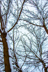 Snow on the tree branches. Winter View of trees covered with snow. The severity of the branches under the snow. Snowfall in nature
