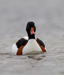 Bergeend; Common Shelduck; Tadorna tadorna
