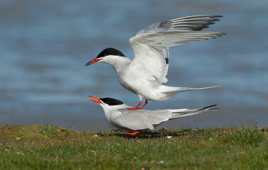 Fototapeta premium Visdief, Common Tern, Sterna hirundo