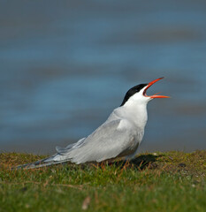 Visdief, Common Tern, Sterna hirundo