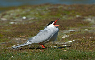Visdief, Common Tern, Sterna hirundo