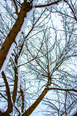 Snow on the tree branches. Winter View of trees covered with snow. The severity of the branches under the snow. Snowfall in nature