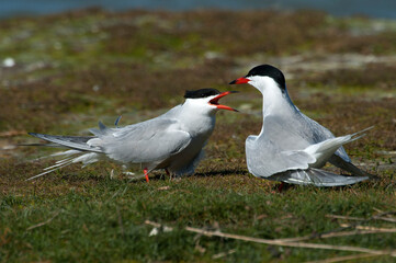 Visdief, Common Tern, Sterna hirundo