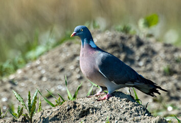 Common Wood-Pigeon (Netherlands)