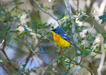 Maskerparulazanger, Tropical Parula, Setophaga pitiayumi