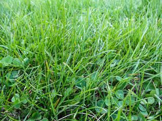Background of bright green grass with clover leaves  top view. Among the grass blades are trefoils close up
