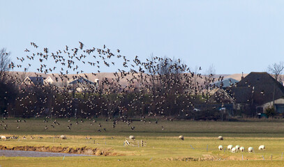 Rotgans, Dark-bellied Brent Goose, Branta bernicla
