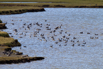 Rotgans, Dark-bellied Brent Goose, Branta bernicla