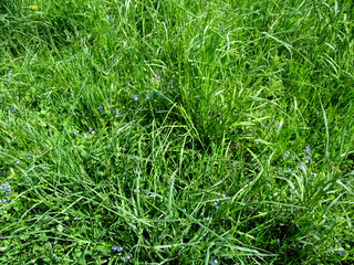 The texture of a green juicy spring-summer grass with small blue flowers between leaves - top view. Meadow beautiful young grass with a few of inflorescences of germander speedwell
