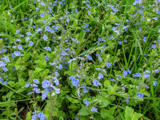 Beautiful natural wallpaper - summer-spring juicy meadow grass with many small blue florets. The nice wildflowers Veronika chamaedrys close-up - excellent refreshing and inspiring floral background