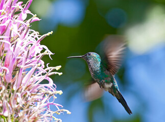 Violetkapbosnimf,  Violet-capped Woodnymph, Thalurania glaucopis